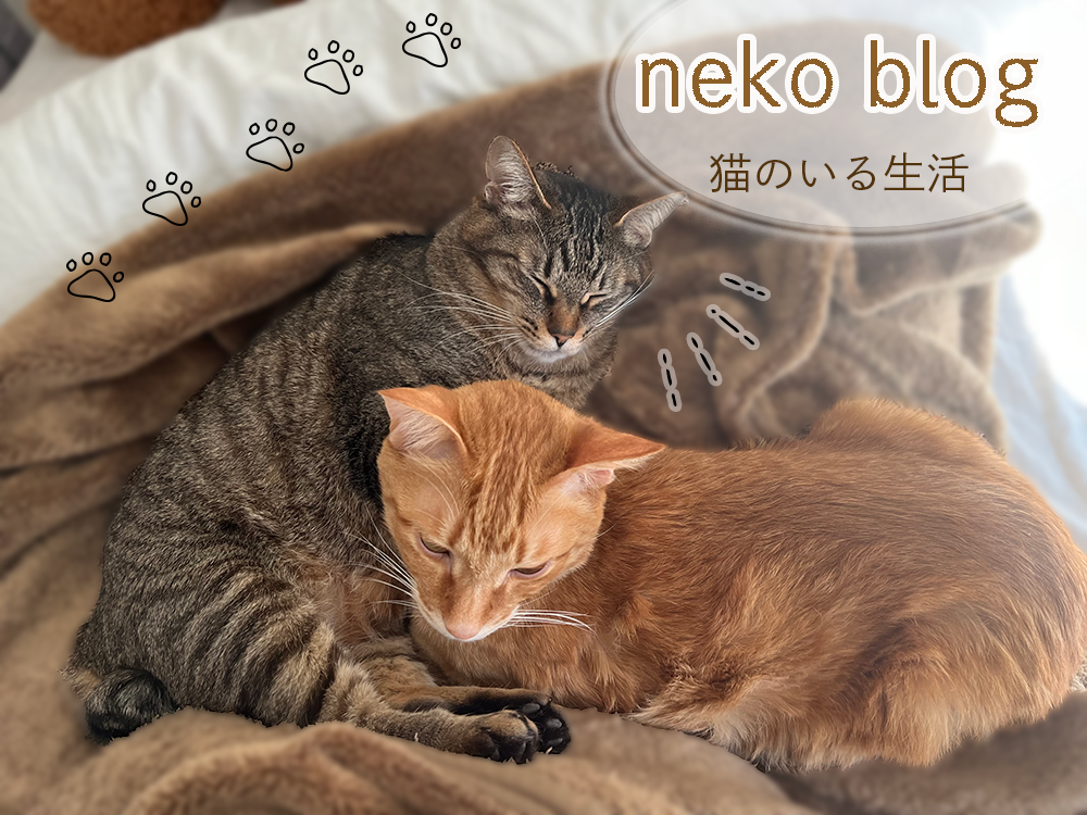 猫のブログ